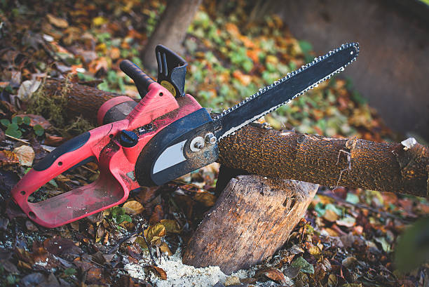 How Our Tree Care Process Works  in  Jefferson Hills, PA